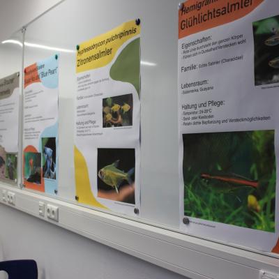 Plakate zu den Fisch-Arten