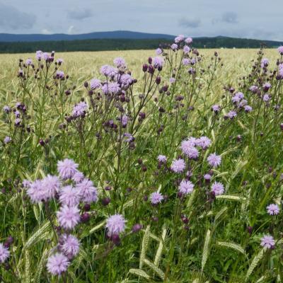 Blumen im Feld