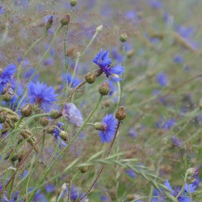 Blumen im Feld