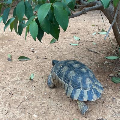 Schildkröte