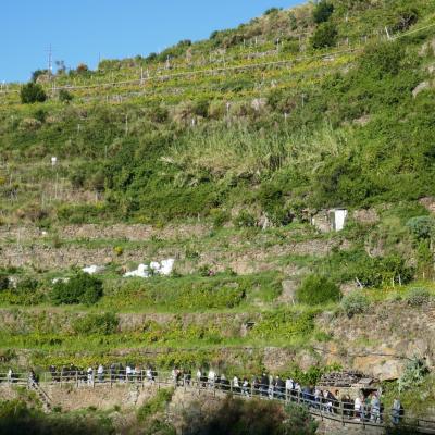 Weinberge oberhalb Manarolas
