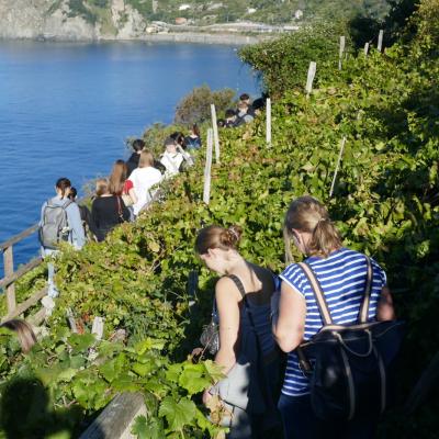 in den Weinbergen oberhalb Manarolas