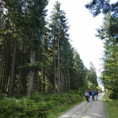 Waldweg