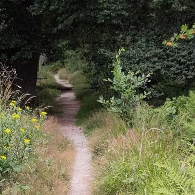 Waldweg