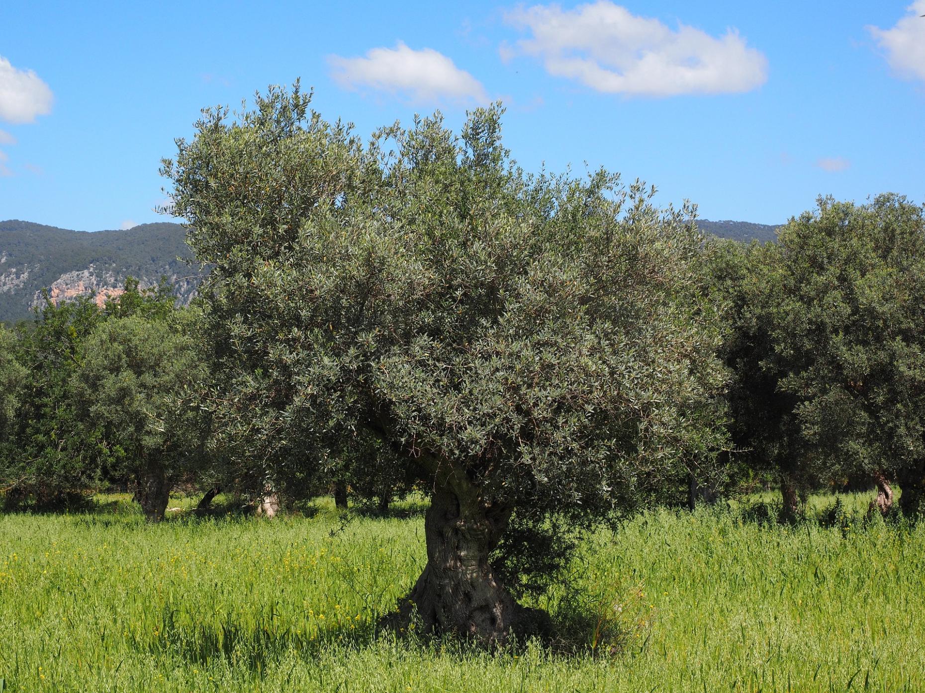 Olivenbaum