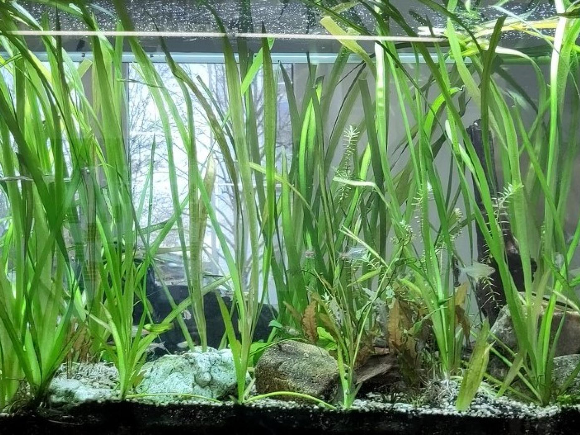 Aquarium